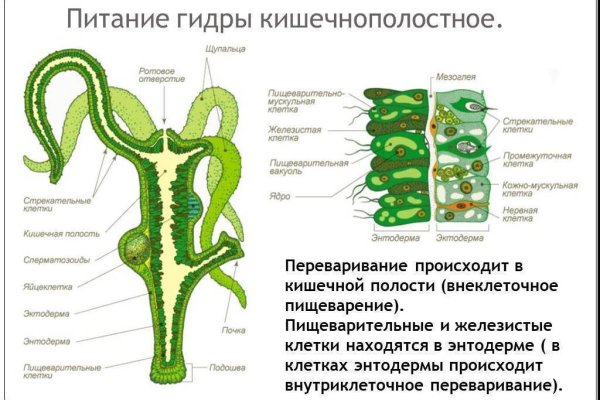 Пользователь не найден kraken