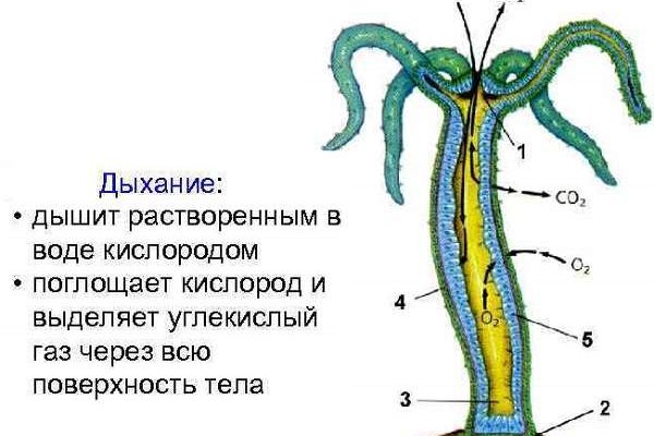 Kraken ссылка зеркало krakentor site